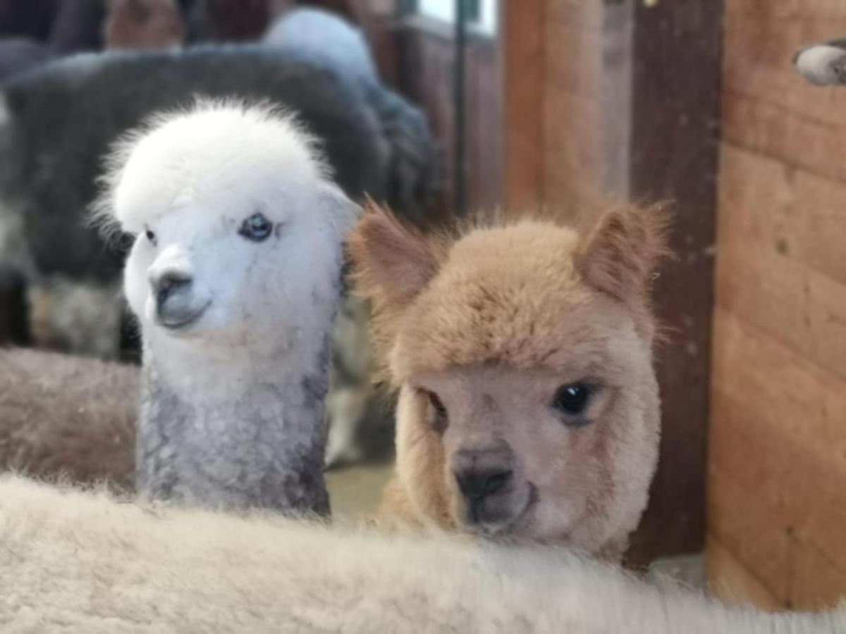 B&B Canossalpaca Exterior photo